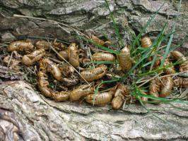 Cicada exoskeletons fall to the ground