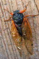 Adult male cicadas start singing to attract mates