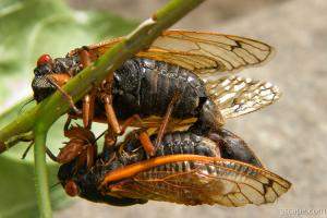 A pair of cicadas mating