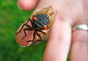 Cicada on a finger