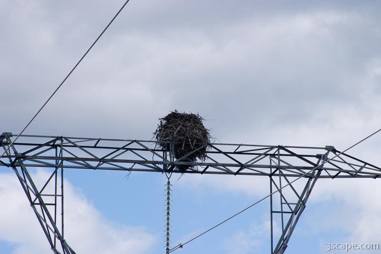 Huge Ospray (Fish Eagle) nest on top of electrical tower