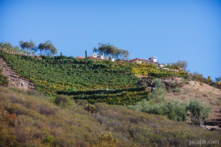 Malibu home on hill with rows of grape vines