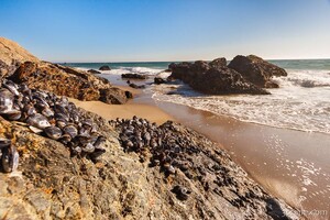 Mussels clinging to rocks at Zuma Beach
