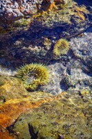 Small tide pool with sea life