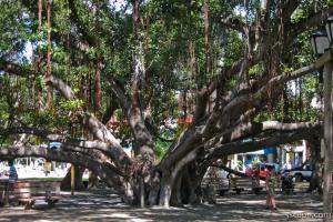 Huge intertwined Banyan tree in Lahaina