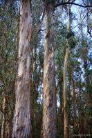 Colorful bark of the Eucalyptus tree