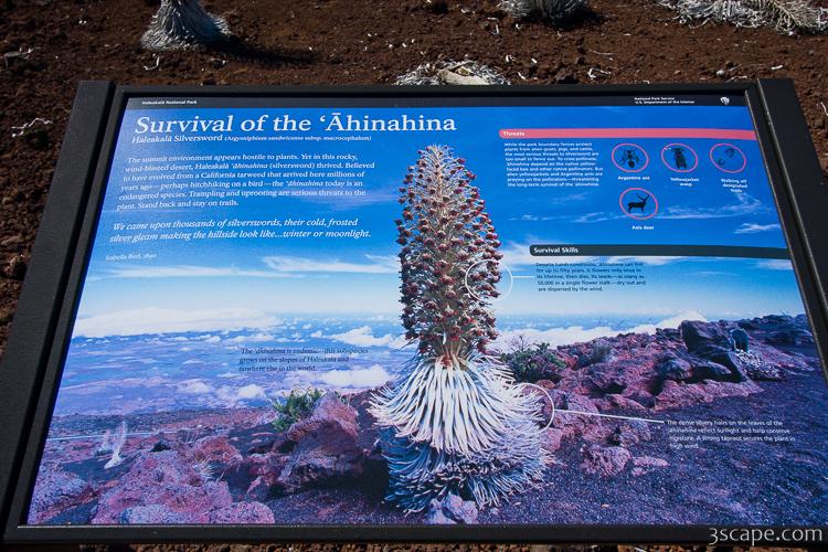 Descriptive sign about Ahinahina plant