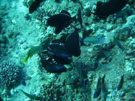 Various fish on the Lanai reef