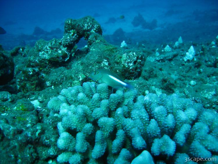 Arc eye hawkfish sitting on coral