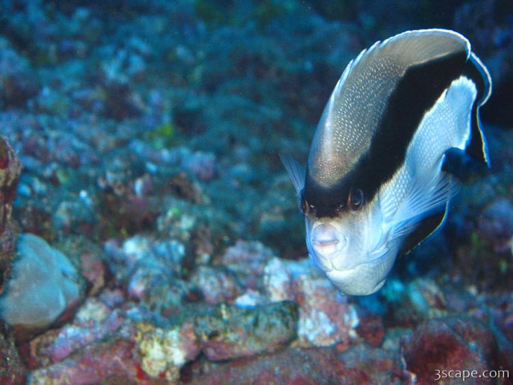 Banded Angel Fish (endemic to Hawaii)