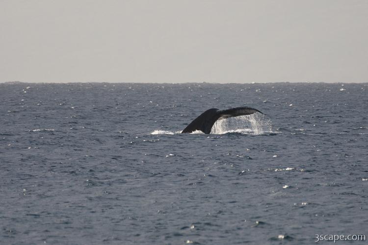 Tail of Humpback whale