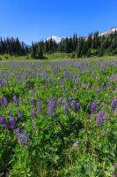 Lupine wildflower meadow with Mt. Rainier in distance