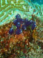 Some coral polyps