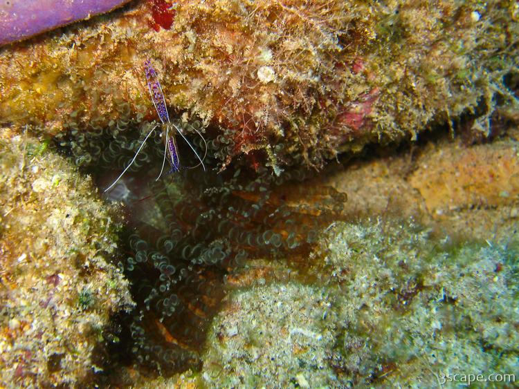 Tiny purple cleaner shrimp