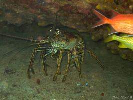 Huge Caribbean Lobster