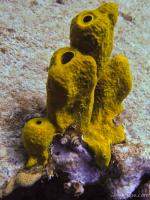 Sponge and tiny Christmas Tree coral