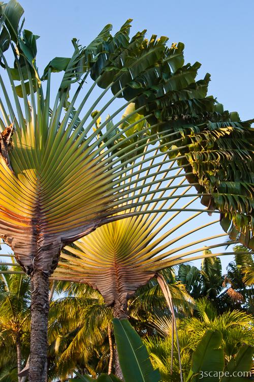 Fan palm trees