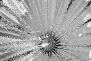 Infrared Palm Tree