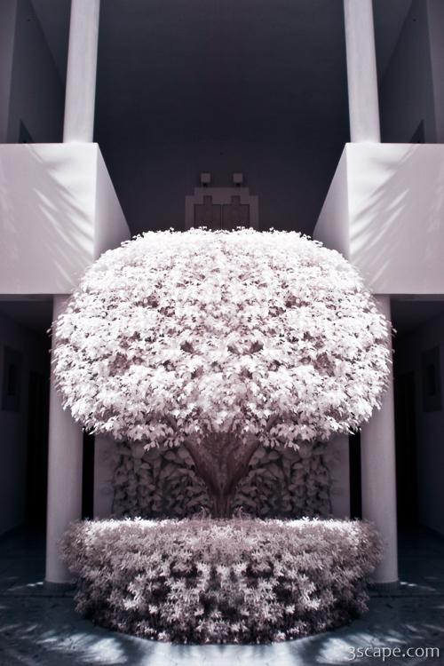 Welcome Tree Infrared