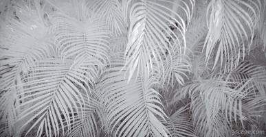 Infrared Palm Abstract
