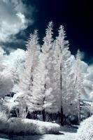 Four Tropical Pines Infrared