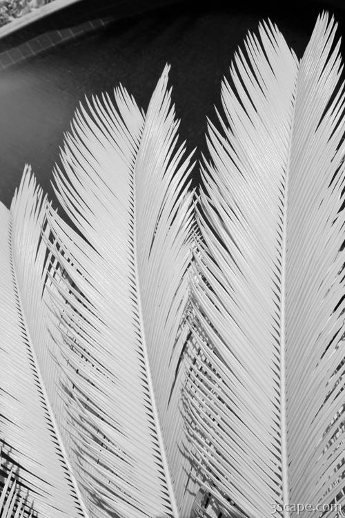 Palm leaf details in Infrared