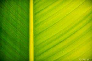 Palm leaf macro abstract