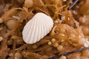 Shell on seaweed