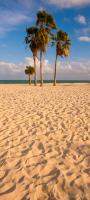 Palm trees at Sombrero Beach, Marathon Key