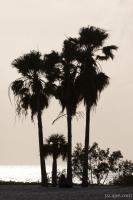 Palm tree silhouette, Sombrero Beach, Marathon Key