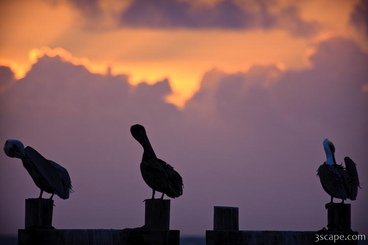 Pelicans at sunrise