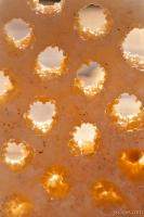 Backlit coral macro