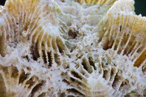 Coral macro abstract