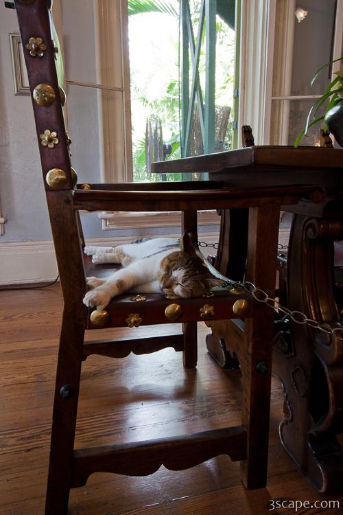 Six toed cat at the Ernest Hemingway home