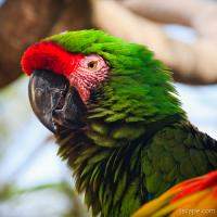 Military Macaw Parrot