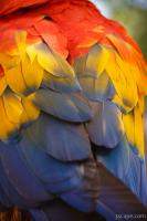 Macaw Parrot Plumes