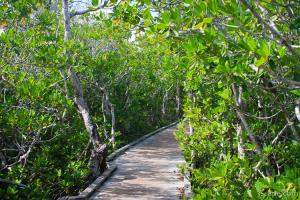 Mangrove boardwalk in John Pennekamp State Park