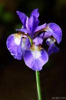 Sinlge purple Iris