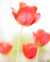 High Key Tulips