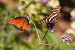 Queen and Zebra Longwing Butterflies