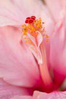 Pink Hibiscus Macro