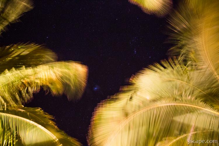 Stars and Palm Trees
