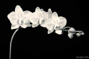 White Orchids Black & White