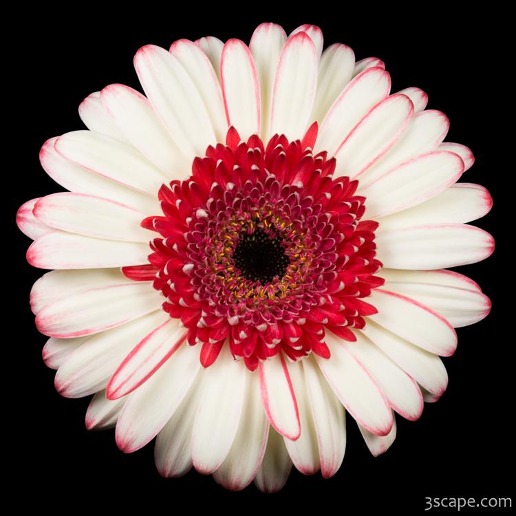 White and Red Gerbera Daisy