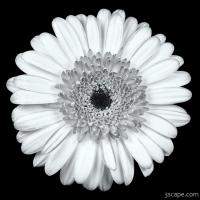 Gerbera Daisy Black & White