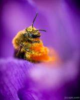 Honeybee Pollinating Crocus Flower