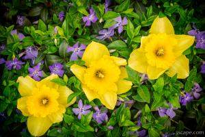 Three Daffodils in Blooming Periwinkle