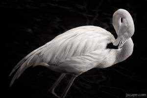Black and White Flamingo