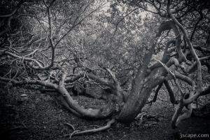 Twisted tree at Shete Boka National Park
