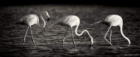 Flamingos Black and White Panoramic